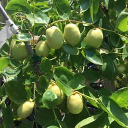 5 Gallon Size-Jujube Trees- Almond Trees- Mango Trees- Passion Fruit Vines- Sapote Trees- Persimmon Trees- Lemon Guava Trees- Strawberry Guava Trees- 