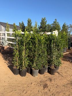 Indian Laurel ficus 5 gal 4 feet