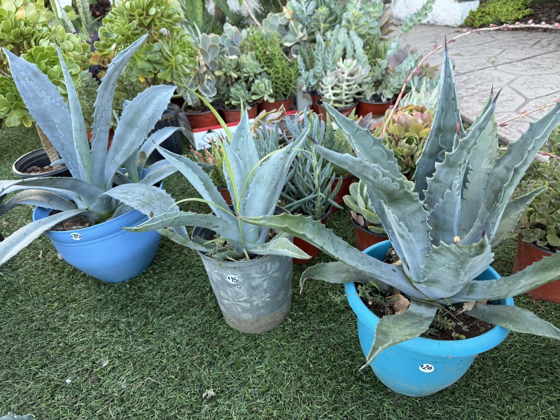 Blue Agave Plants In 3 Gallon Pots
