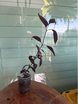 Bloodleaf plant 15”