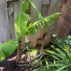 2 Banana Plants 