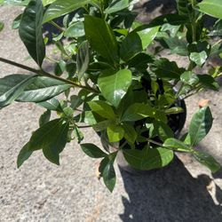 Gardenia Plant 