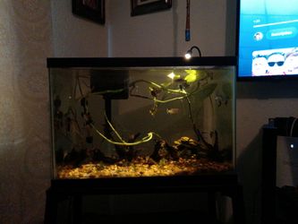 20 gal fishtank need gone moving