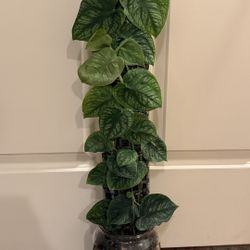 Philodendron Brandtianum On A Moss Pole Plant