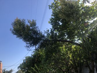 Succulent tree