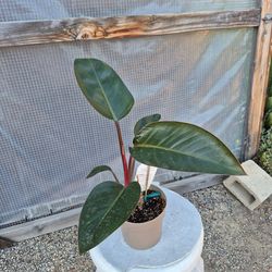 Philodendron Red Congo Plant 6" pot