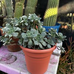 Bonita Suculenta 
