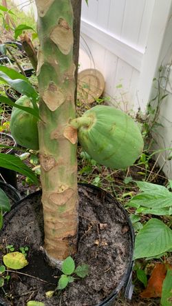 Live Papaya Tree in Pot with Fruit
