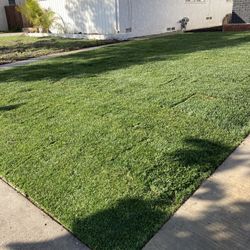 Sod Fescue