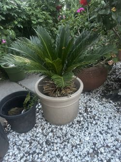 Palm