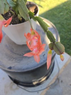 Peach Color Christmas Cactus 