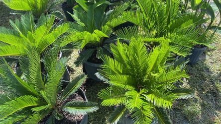 Sago Palm - 7 Gallons