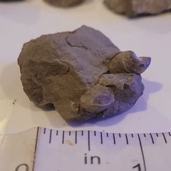 Seashell Fossil