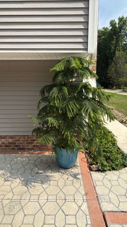 80” Norfolk Pine