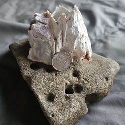 Rare Hard Find Acorn Barnacle 