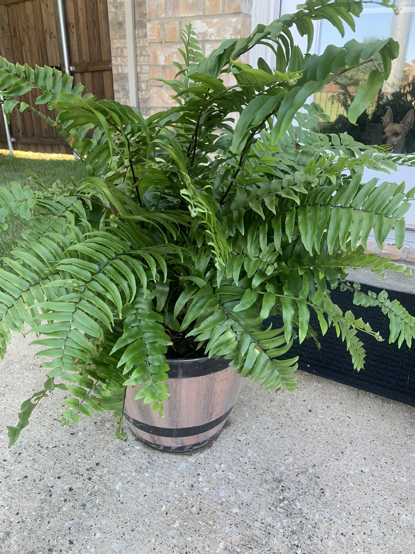 Nice plant for home and backyard!  Potted 