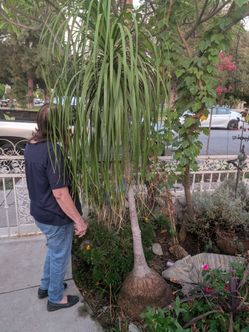 Ponytail palm