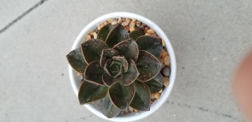 Succulent in plain white pot