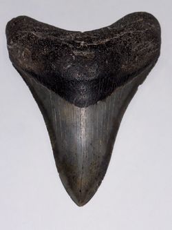 Genuine 5” Fossil Megalodon Shark Tooth – Complete Root & Bourlette, Natural, No Repairs