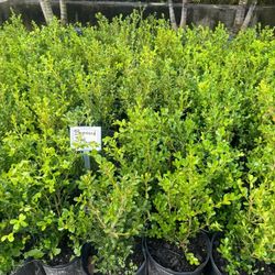 Boxwood 3 Gall 
