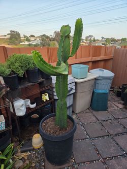 Euphorbia Ingens Candelabra Cactus