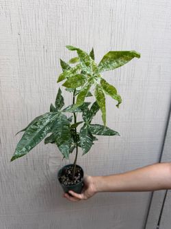 4” variegated money tree