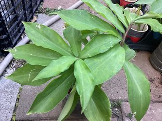 Insulin plant