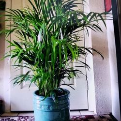 $39 each beautiful plant 