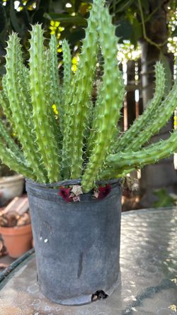 Huernia suculenta planta muy grande