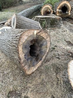Pecan Tree Logs For Free