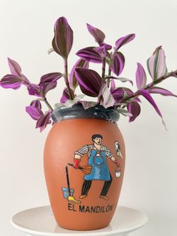 Water-Grown Tradescantia Nanouk in Ceramic Vase | Healthy & Easy Care