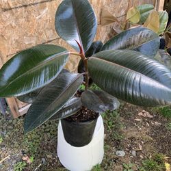 Indoor rubber Tree 
