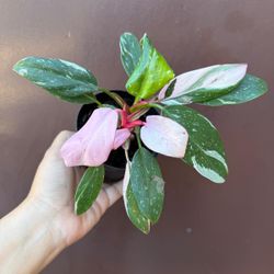 4” white princess philodendron