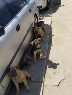 Vendo un Honda 1998