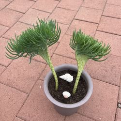 Beautiful Twin Mermaid Tail Plant Succulent Flower Home Garden Yard Lawn Sencio Vitalis