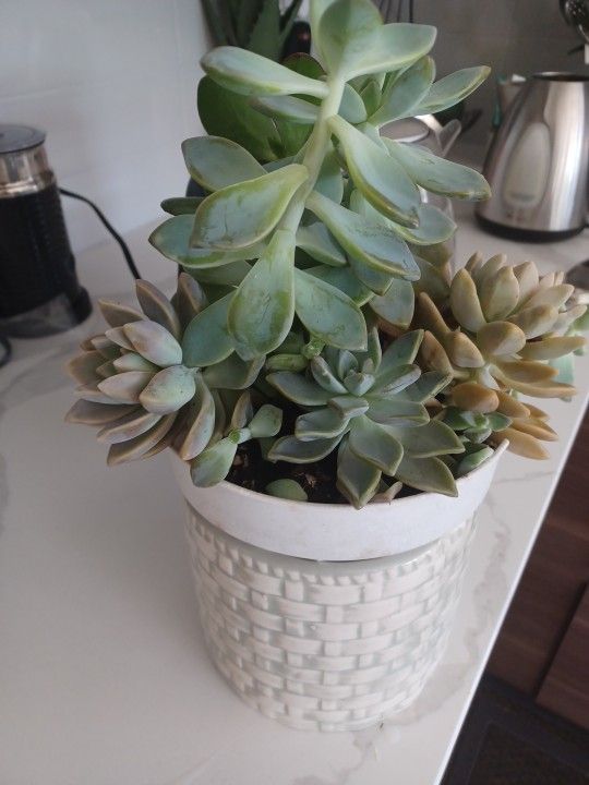 Plants