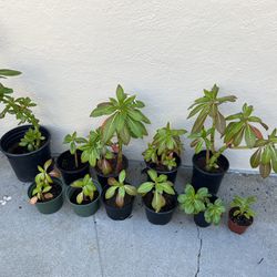 Plants-Impatiens-various Sizes