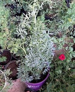 Rue plants/ruda