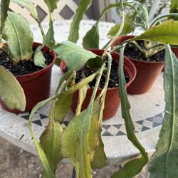 Red flower orchid tropical cactus succulent live plant 6” pot 