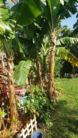 Banana trees