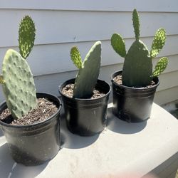 Cactus Plants $15 Each