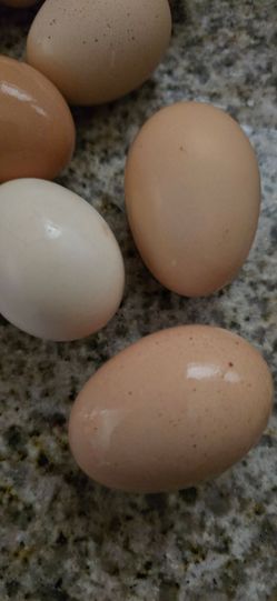 Huevo orgánico