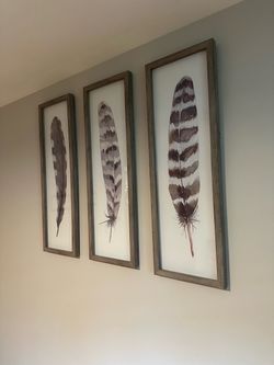 Feather wall art / pictures