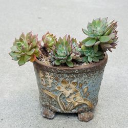 Succulents plants 🪴 