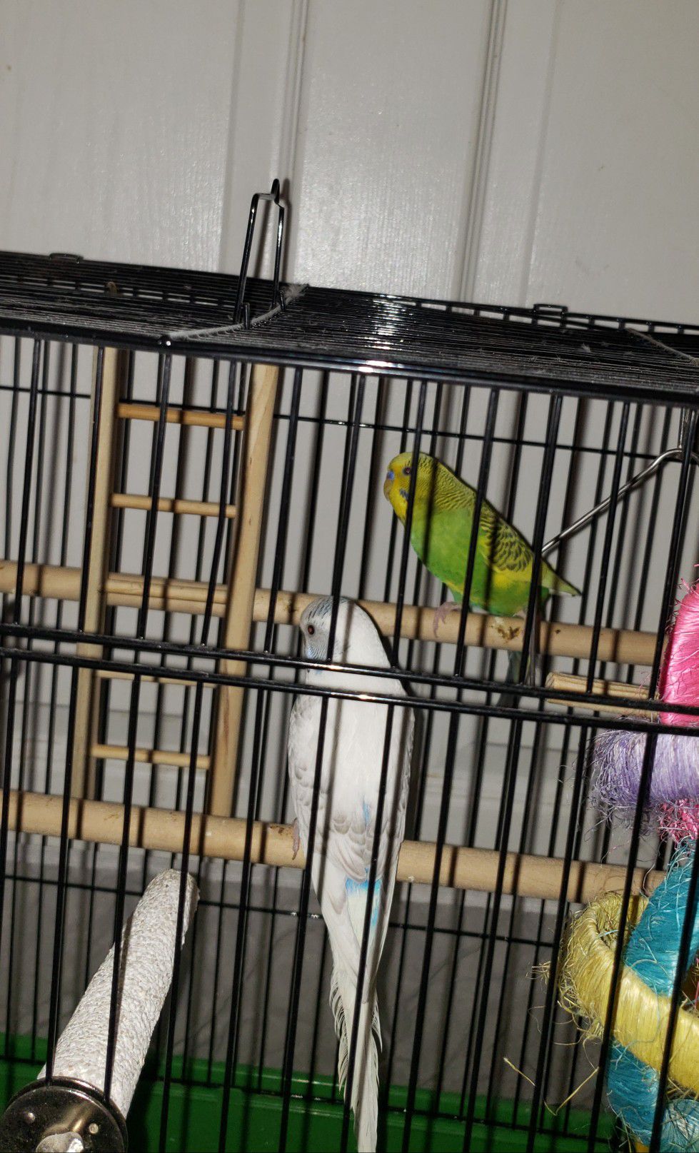 2 Birds with Cage