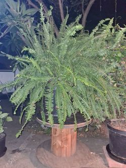 Kimberly Queen Fern