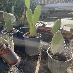 Medium Sized Prickly Pear Cactus