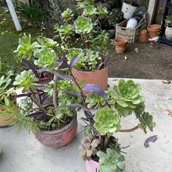 Large Beautiful Succulent Planters
