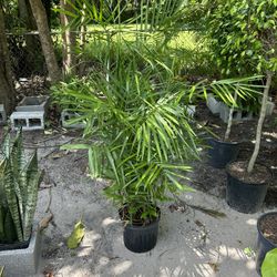 HOME PLANTS- SPECIAL PRICE SEIFRIZZI BAMBOO 3 GL