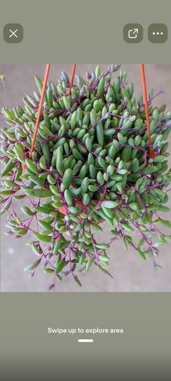 Ruby necklace succulent plant on second picture ....Planta sacculenta Dela Segunda foto